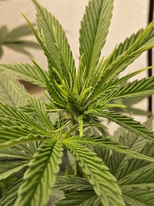 Amnesia go fast. Week 8