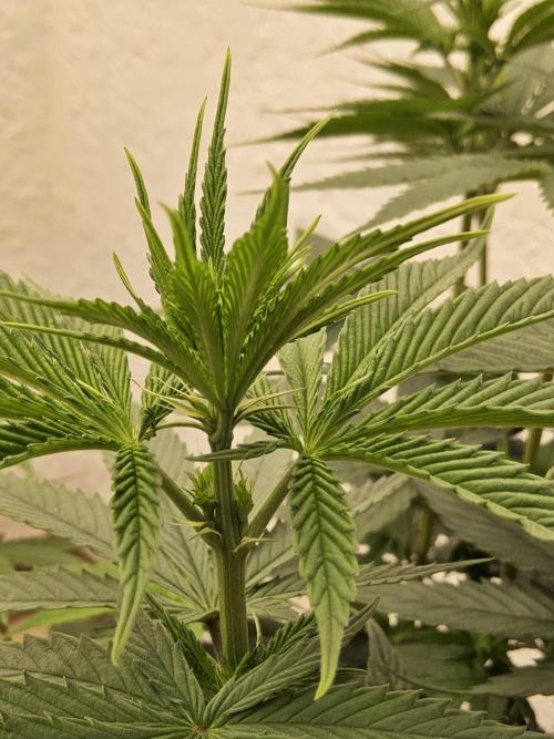 Amnesia go fast. Week 8