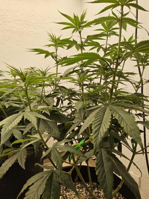 Amnesia go fast. Week 8