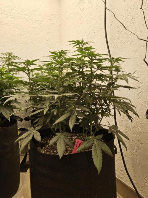 Regrow of Cheesus. Week 8