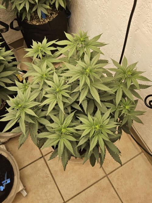 Regrow of Cheesus. Week 8