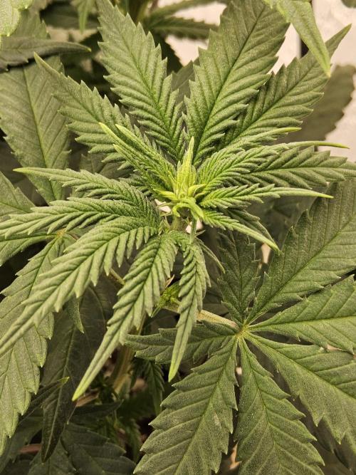 Regrow of Cheesus. Week 8