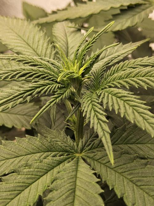 Regrow of Cheesus. Week 8