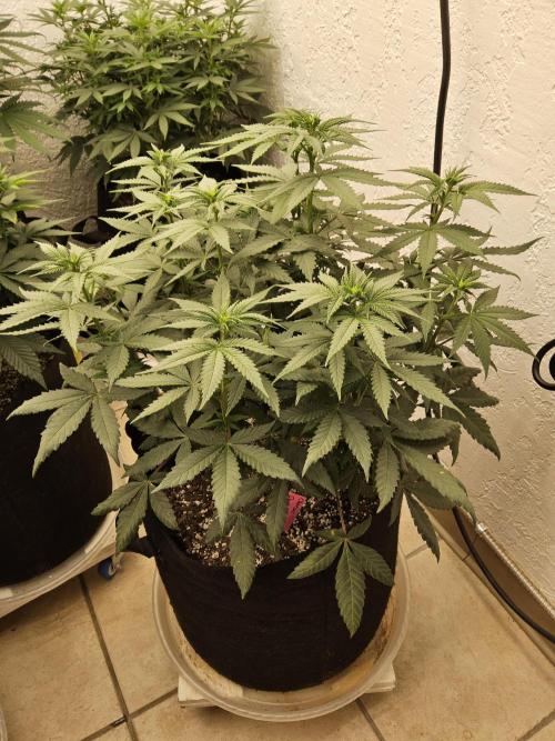 Regrow of Cheesus. Week 8