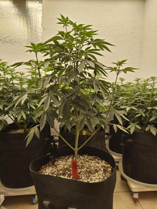 Regrow of Cheesus. Week 8