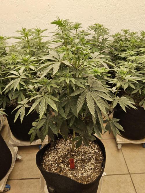 Regrow of Cheesus. Week 8