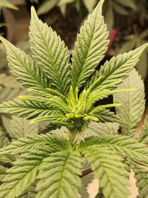 Regrow of Cheesus. Week 8