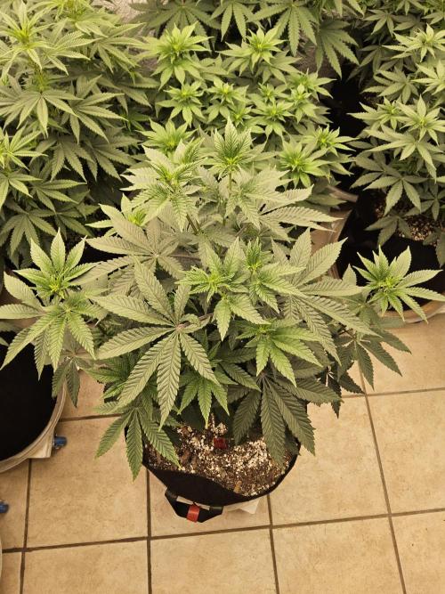 Regrow of Cheesus. Week 8