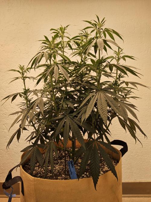 Bubba Seedsman. Week 8