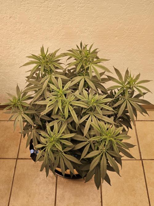 Bubba Seedsman. Week 8