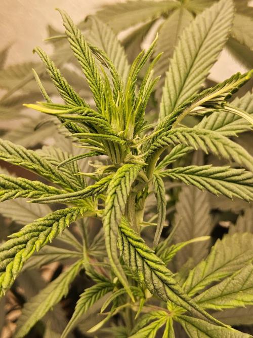 Bubba Seedsman. Week 8