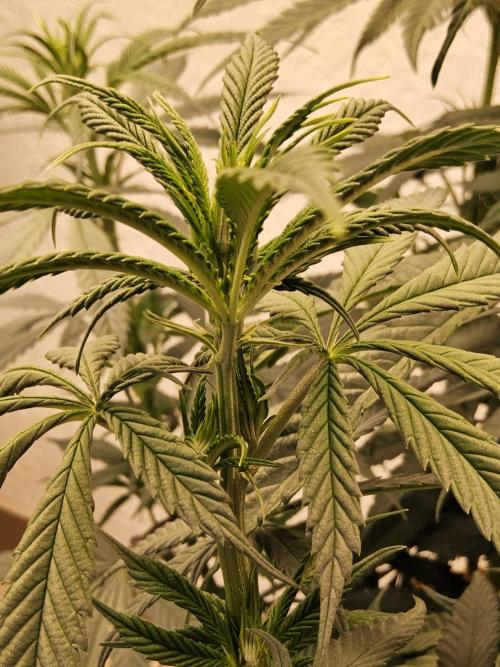 Bubba Seedsman. Week 8