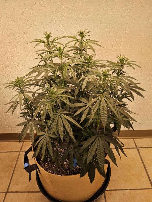 Bubba Seedsman. Week 8