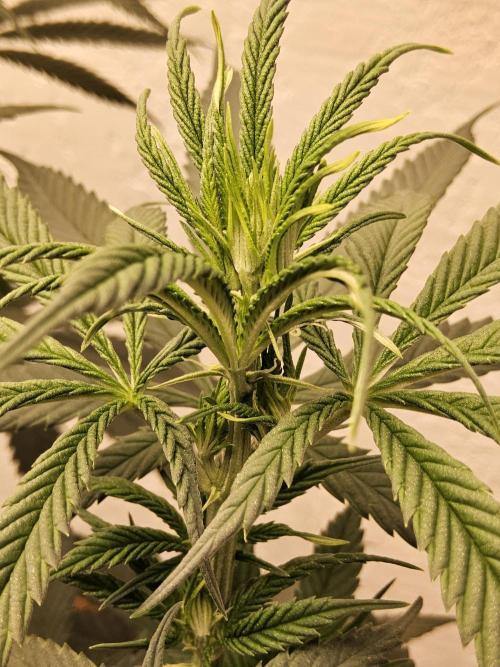 Bubba Seedsman. Week 8