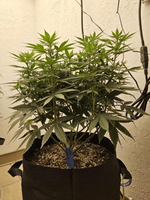 White Widow Plus. Week 8