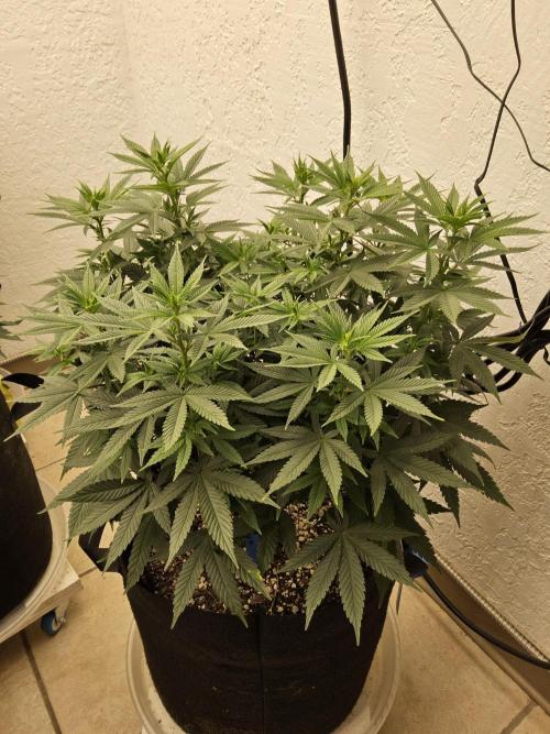 White Widow Plus. Week 8