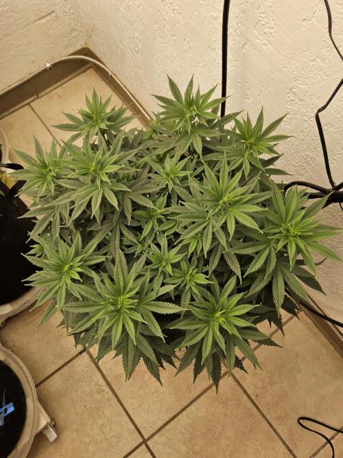 White Widow Plus. Week 8
