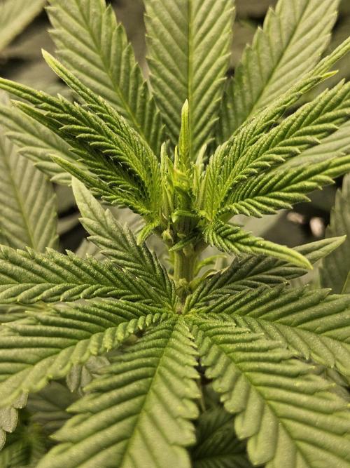 White Widow Plus. Week 8
