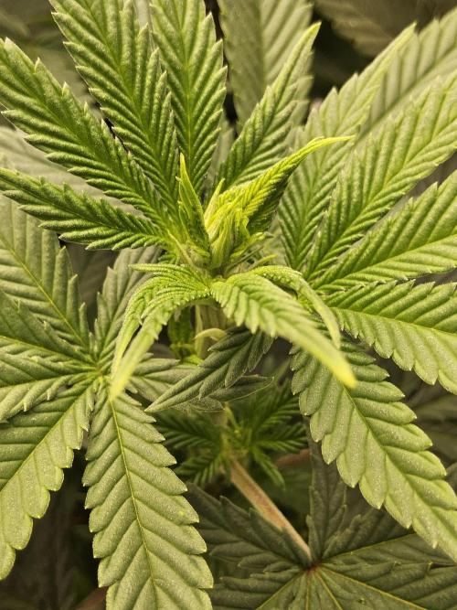 White Widow Plus. Week 8