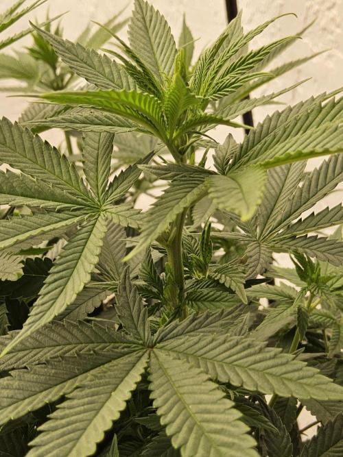 White Widow Plus. Week 8