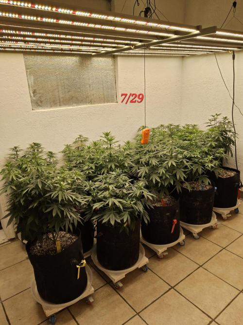 White Widow Plus. Week 8