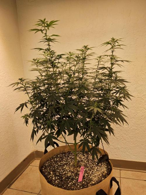 Supreme Roadrunner. Week 8