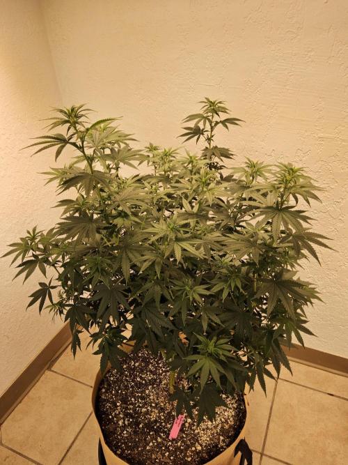 Supreme Roadrunner. Week 8