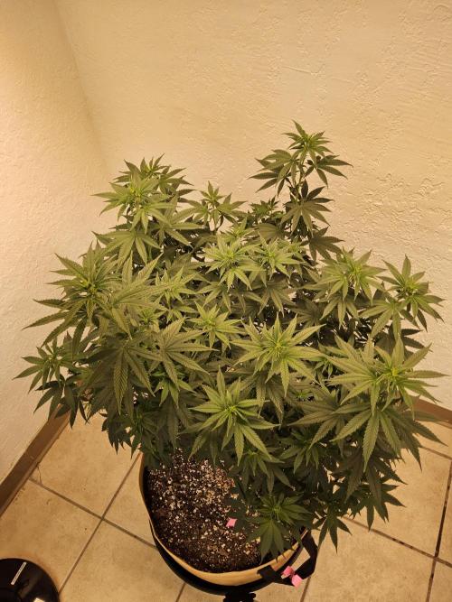 Supreme Roadrunner. Week 8