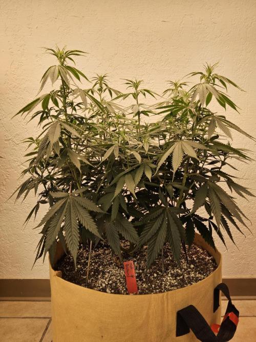 Fat Bastard. Week 8