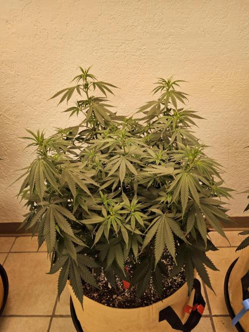 Fat Bastard. Week 8