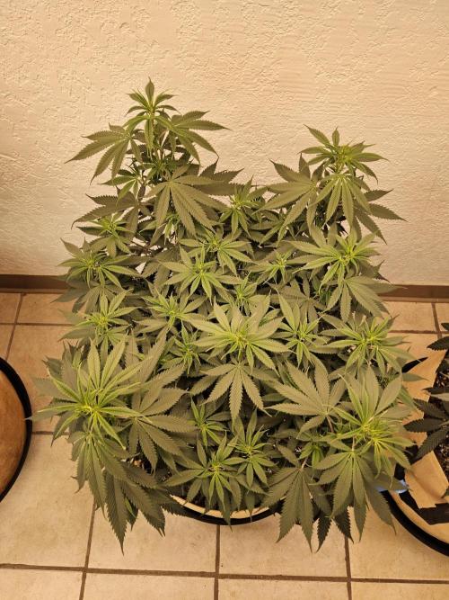 Fat Bastard. Week 8