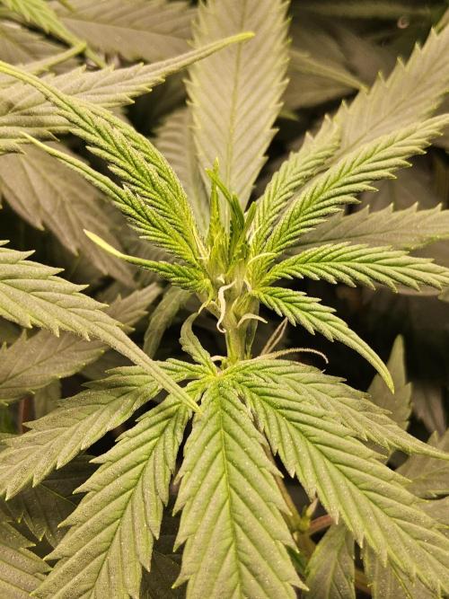 Fat Bastard. Week 8