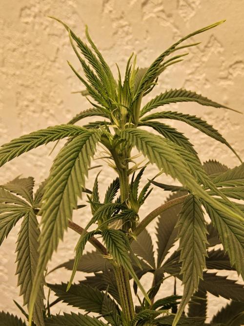 Fat Bastard. Week 8