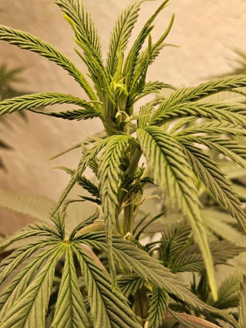 Fat Bastard. Week 8