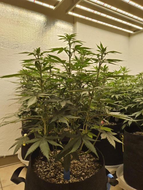 I💚GM Pineapple Donuts. Week 8