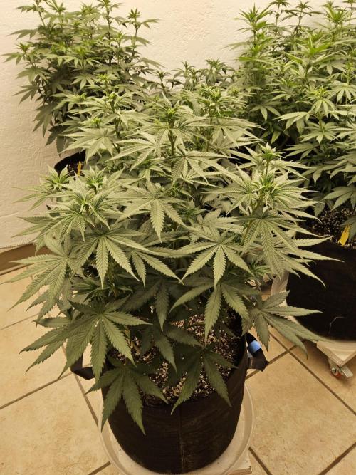 I💚GM Pineapple Donuts. Week 8