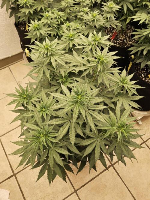 I💚GM Pineapple Donuts. Week 8