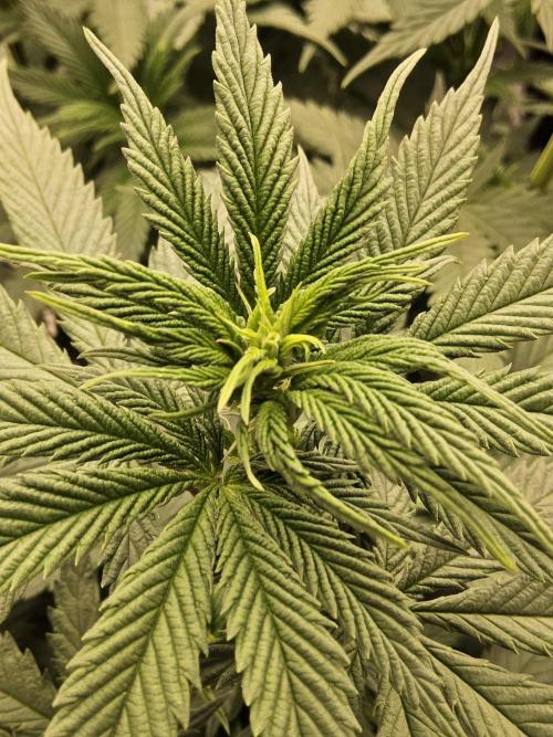 I💚GM Pineapple Donuts. Week 8