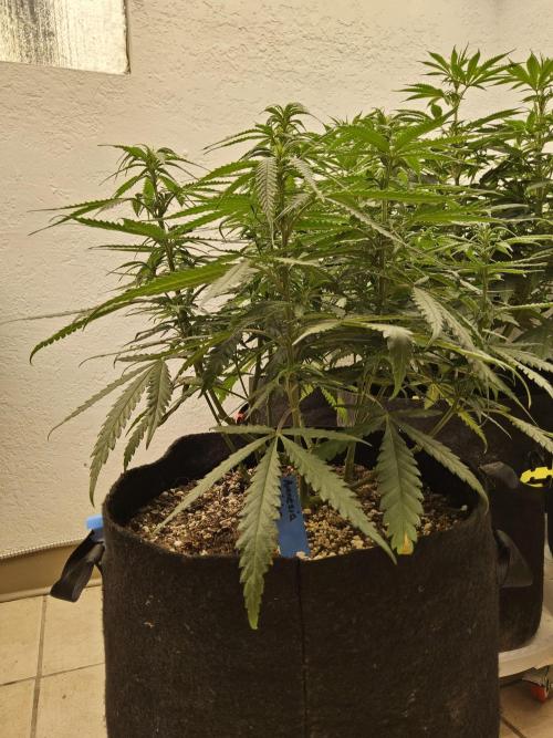 Turbo Amnesia. Week 8