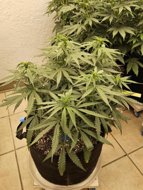 Turbo Amnesia. Week 8