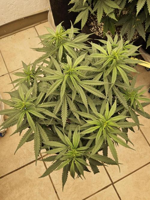 Turbo Amnesia. Week 8