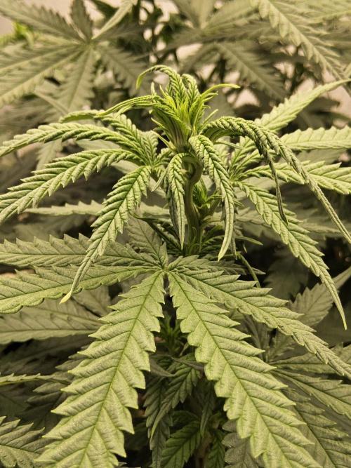 Turbo Amnesia. Week 8