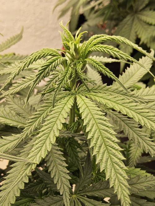 Turbo Amnesia. Week 8