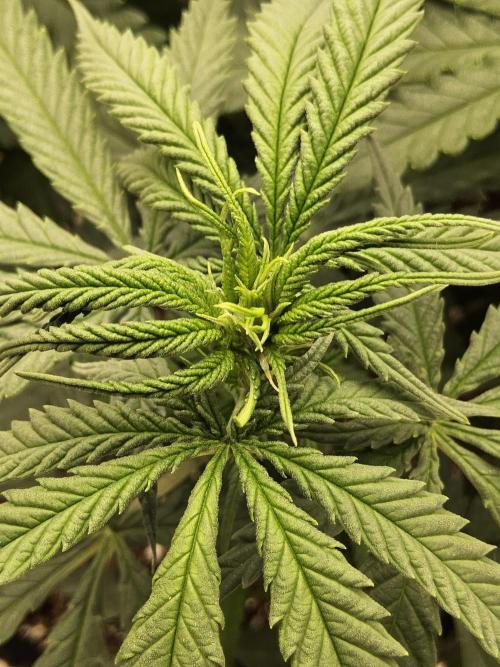 Turbo Amnesia. Week 8