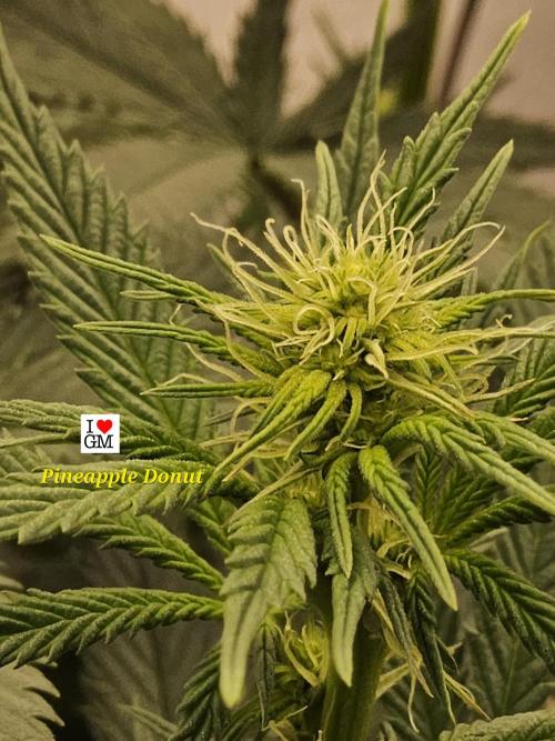 I💚GM Pineapple Donuts. Week 9