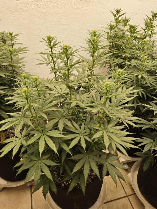 I💚GM Pineapple Donuts. Week 9