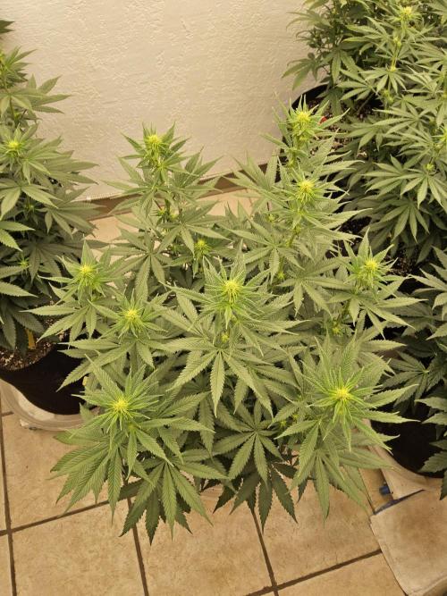 I💚GM Pineapple Donuts. Week 9