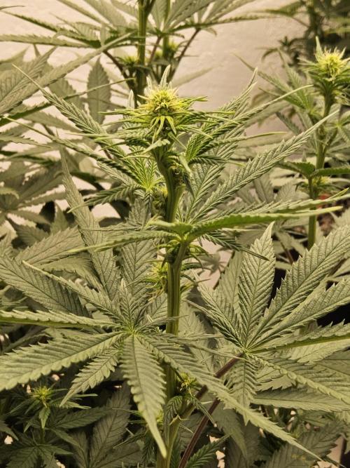 I💚GM Pineapple Donuts. Week 9