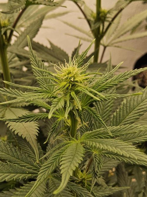 I💚GM Pineapple Donuts. Week 9