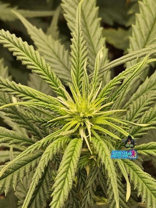 Turbo Amnesia. Week 9